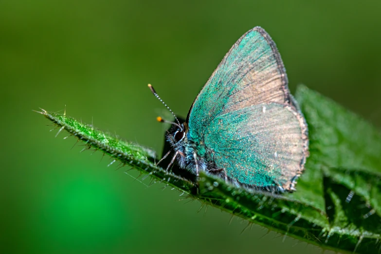 a blue erfly sits on a leaf