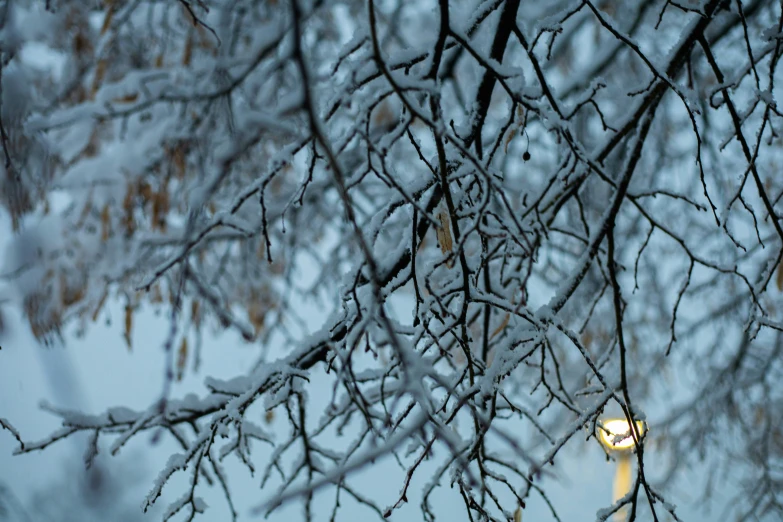 a clock that is on the side of a tree