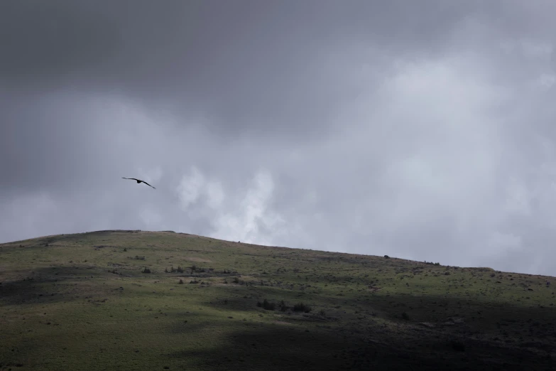 a bird flying in the sky on top of a hill