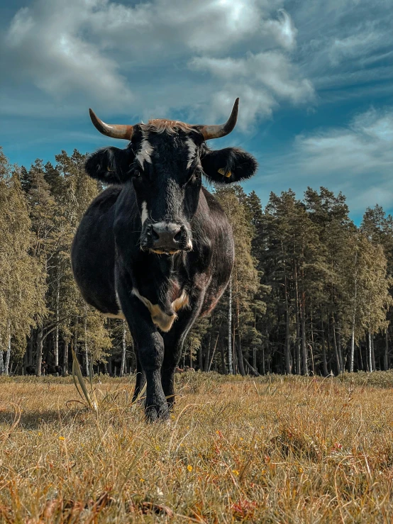 a black bull with horns standing in a field