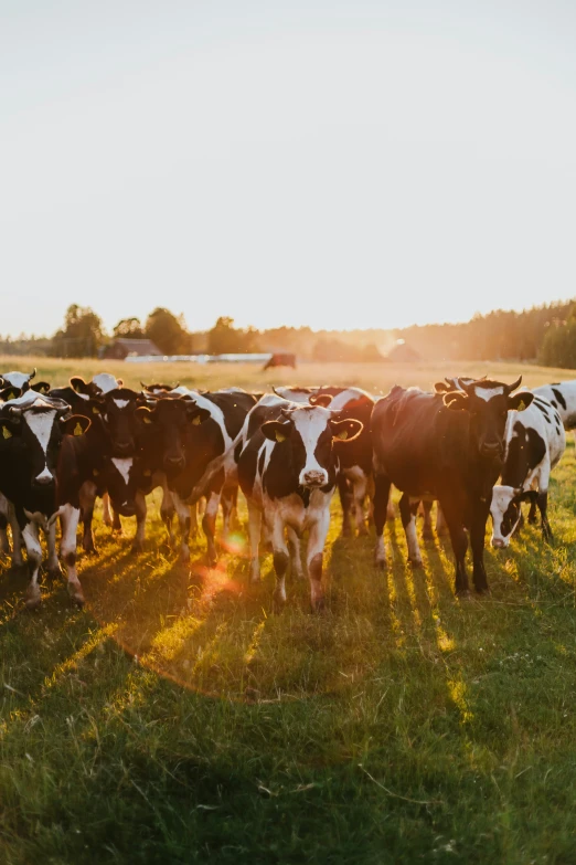 a group of cows standing on top of a grass field