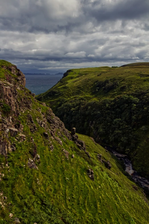 sheep on a grassy hill overlooking the ocean