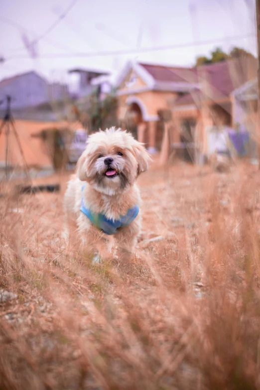 a small white dog wearing a blue collar