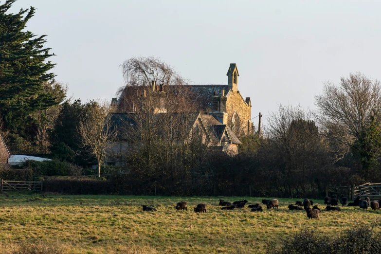 a herd of animals grazing in a field