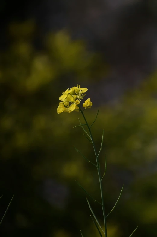yellow flowers with bright yellow stems in front of blurry background