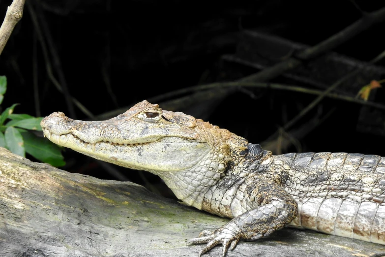 an alligator sitting on a tree nch near leaves