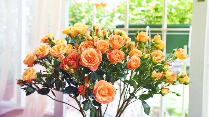 the large orange rose is in the vase