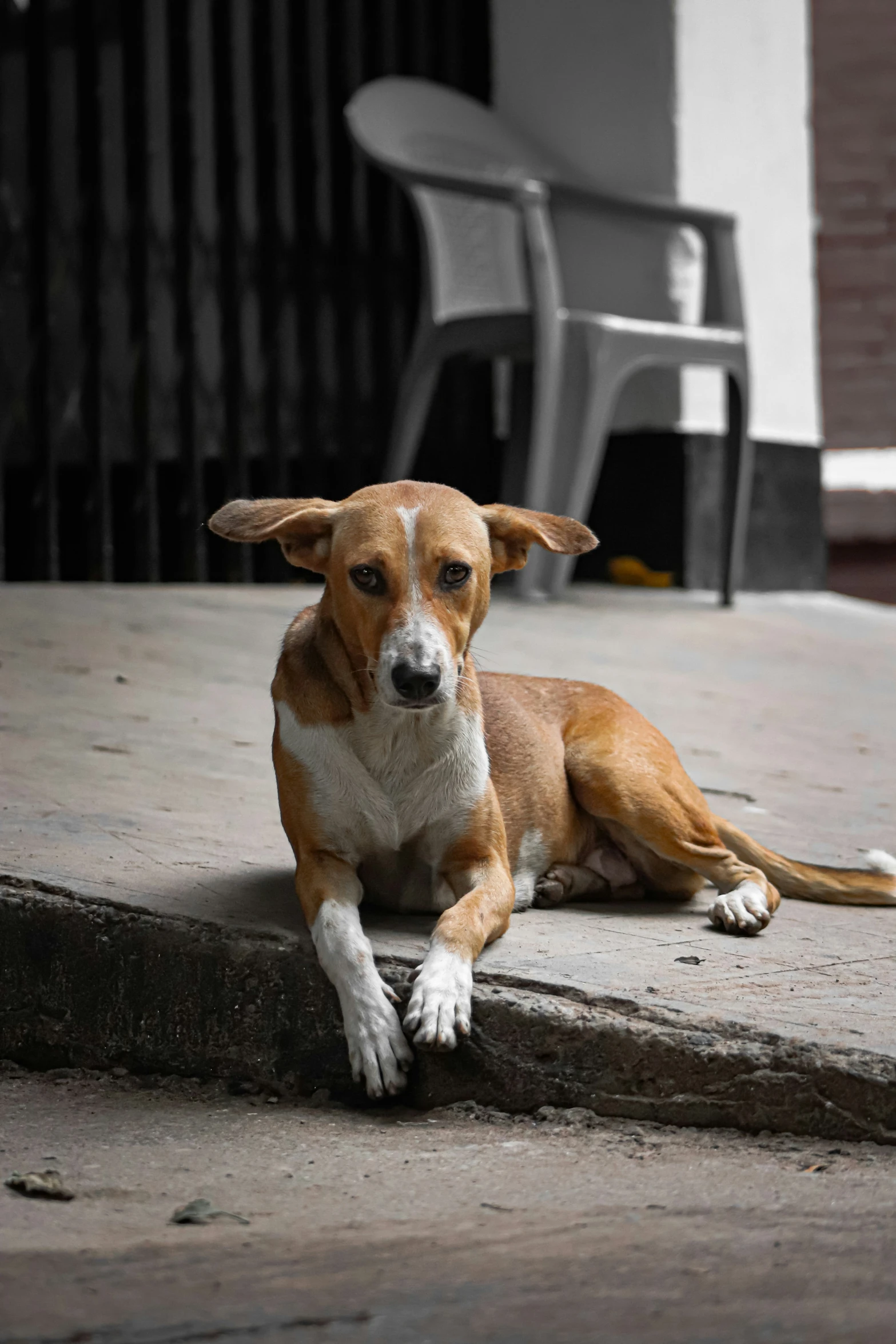 small brown and white dog laying on the side of a building