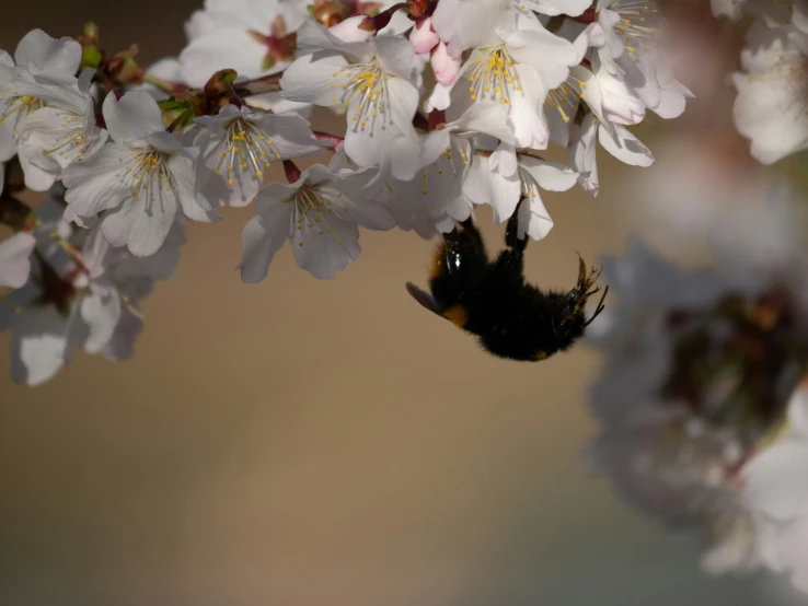 a bum flying toward some white flowers