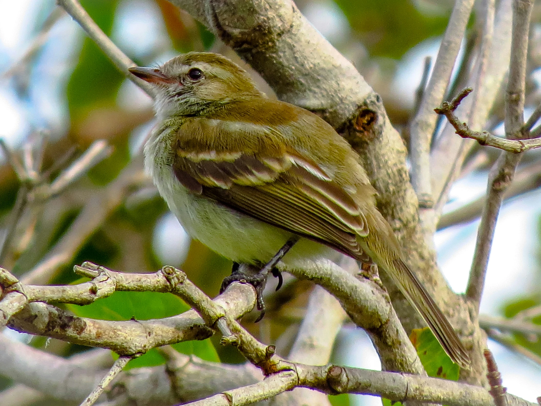 a bird sitting on a nch in a tree