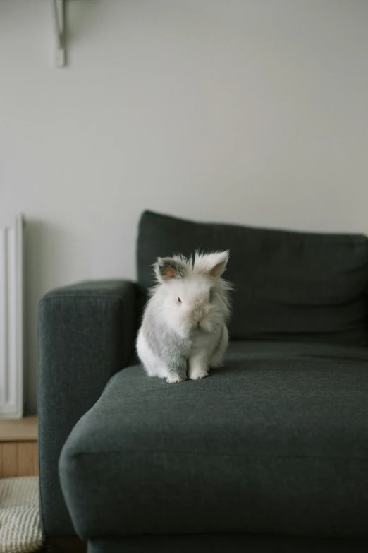 a small dog is sitting on the arm of a couch