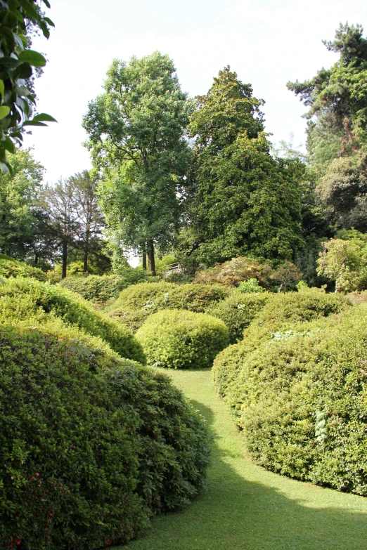 a pathway through a lush green landscape with trees