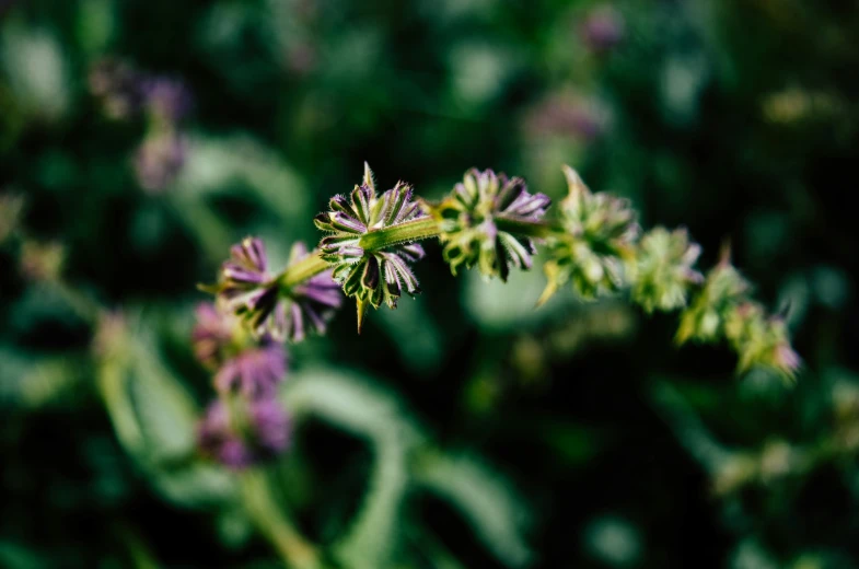 a closeup of a purple flower on green leaves