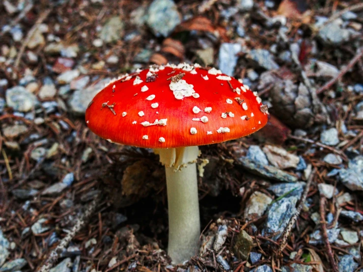 red toad sprinkled mushrooms are among the nches