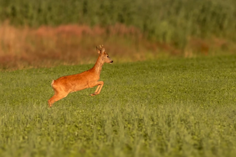 a small antelope running in a green field