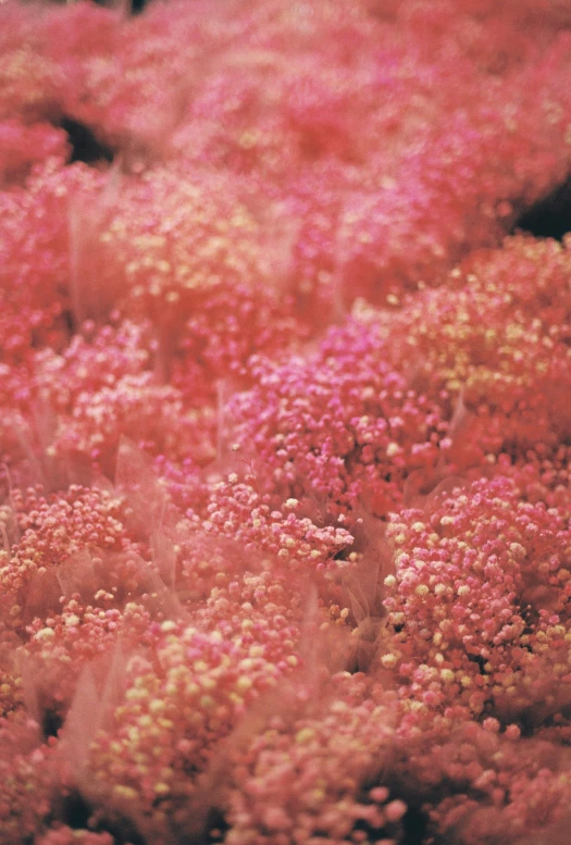 a plant with very large pink and yellow flowers