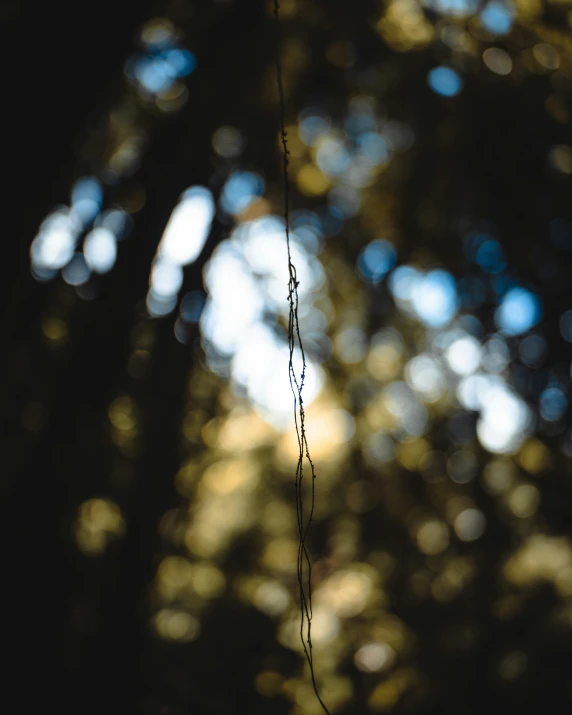 an image of a tree that is very dark