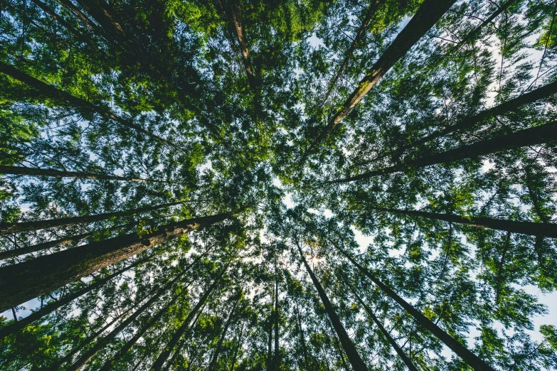 looking up into an array of trees in the forest