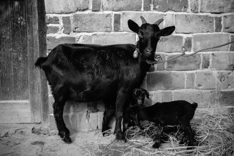 a young calf feeding next to an adult calf