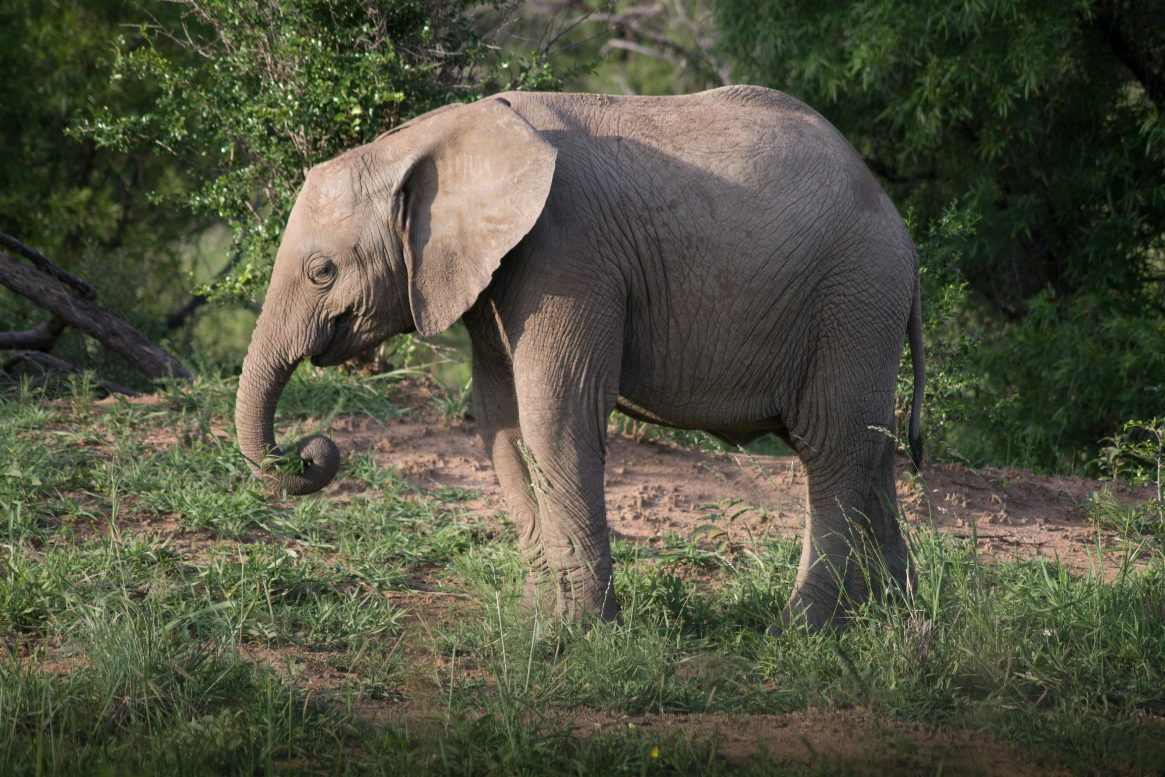 an elephant is in grassy area next to trees