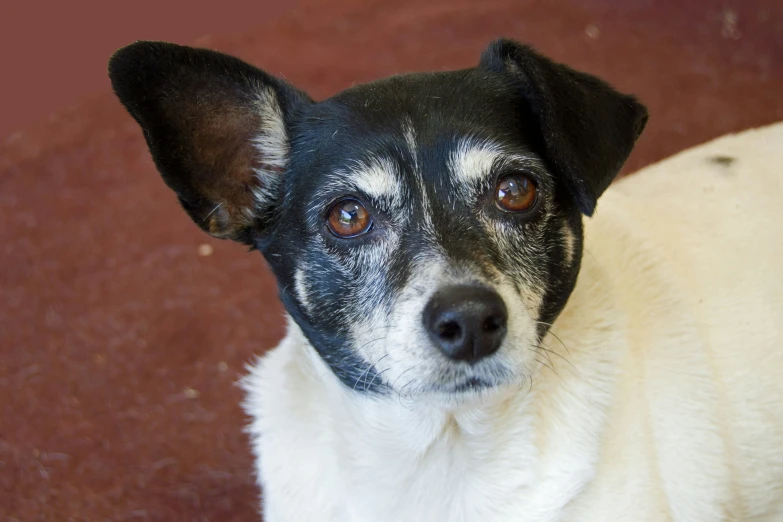 a small dog staring at the camera with brown eyes