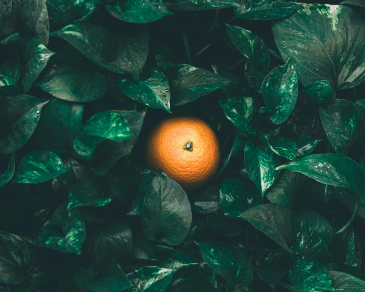 an orange laying in a bush with green leaves