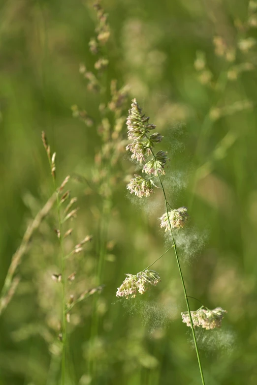 a close up of a bunch of flowers with grass in the background