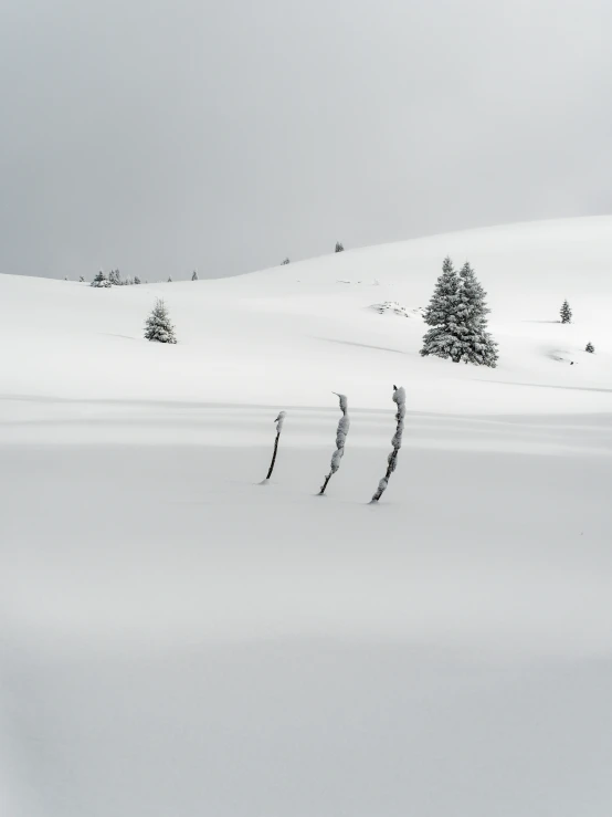 trees are standing alone in a snow storm