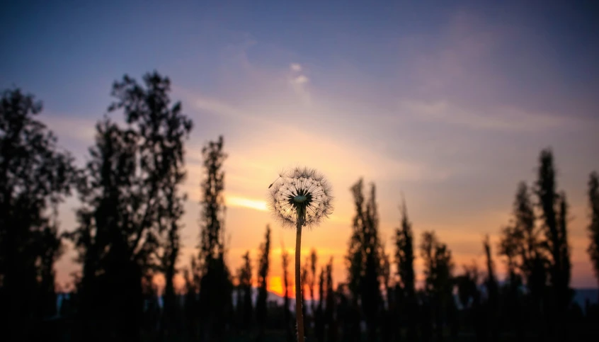 a dandelion with the sun rising behind it