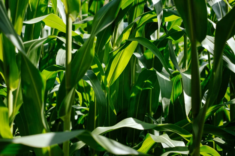 close up on the leaves of a green corn plant