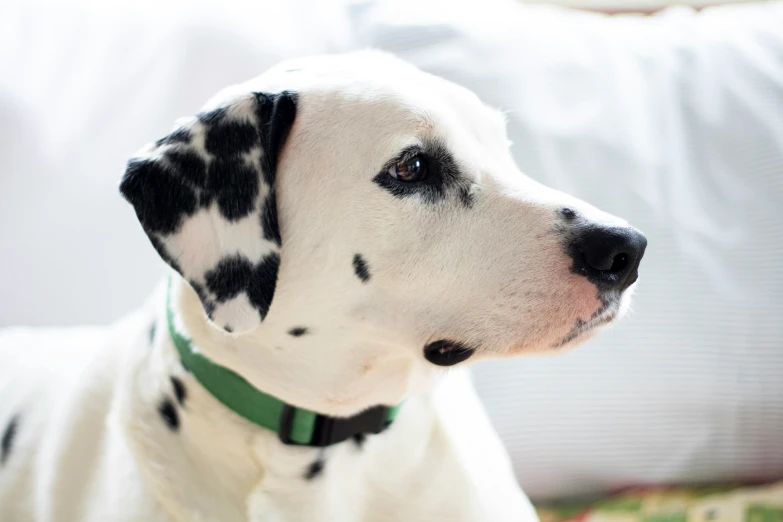 a dalmatian looking sad in the middle of a living room