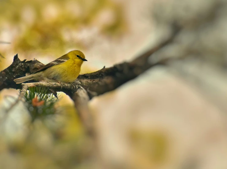 a yellow bird sitting on top of a tree nch