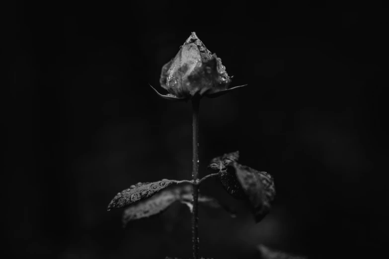black and white pograph of a single rose in a field