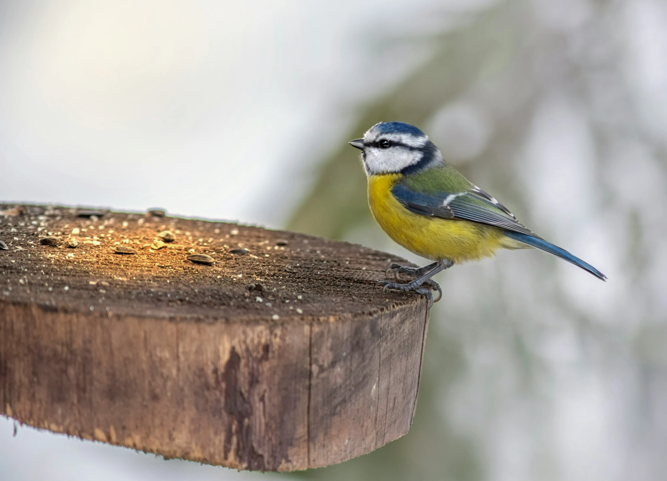 a bird sitting on top of a wooden post