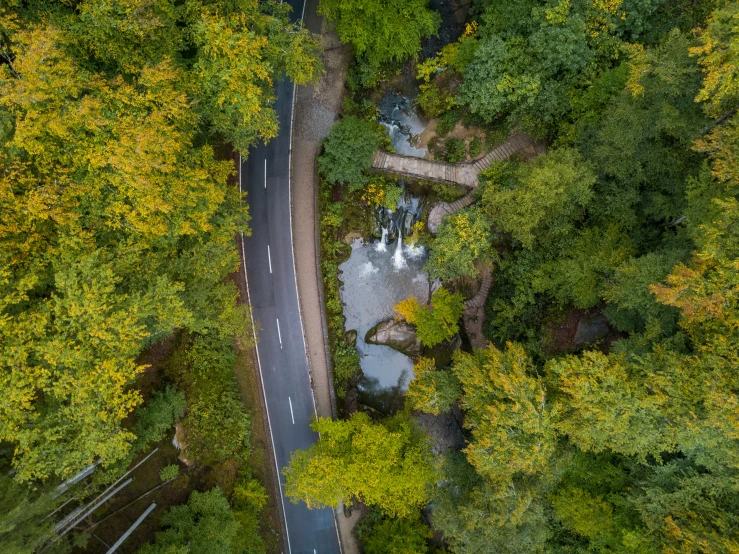 a road winding into the middle of a lush green forest