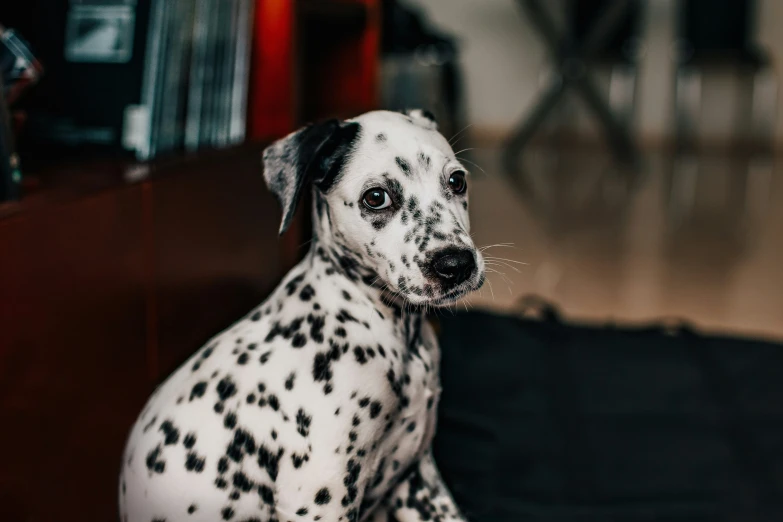 dalmatian puppy sitting on a sofa in front of a television