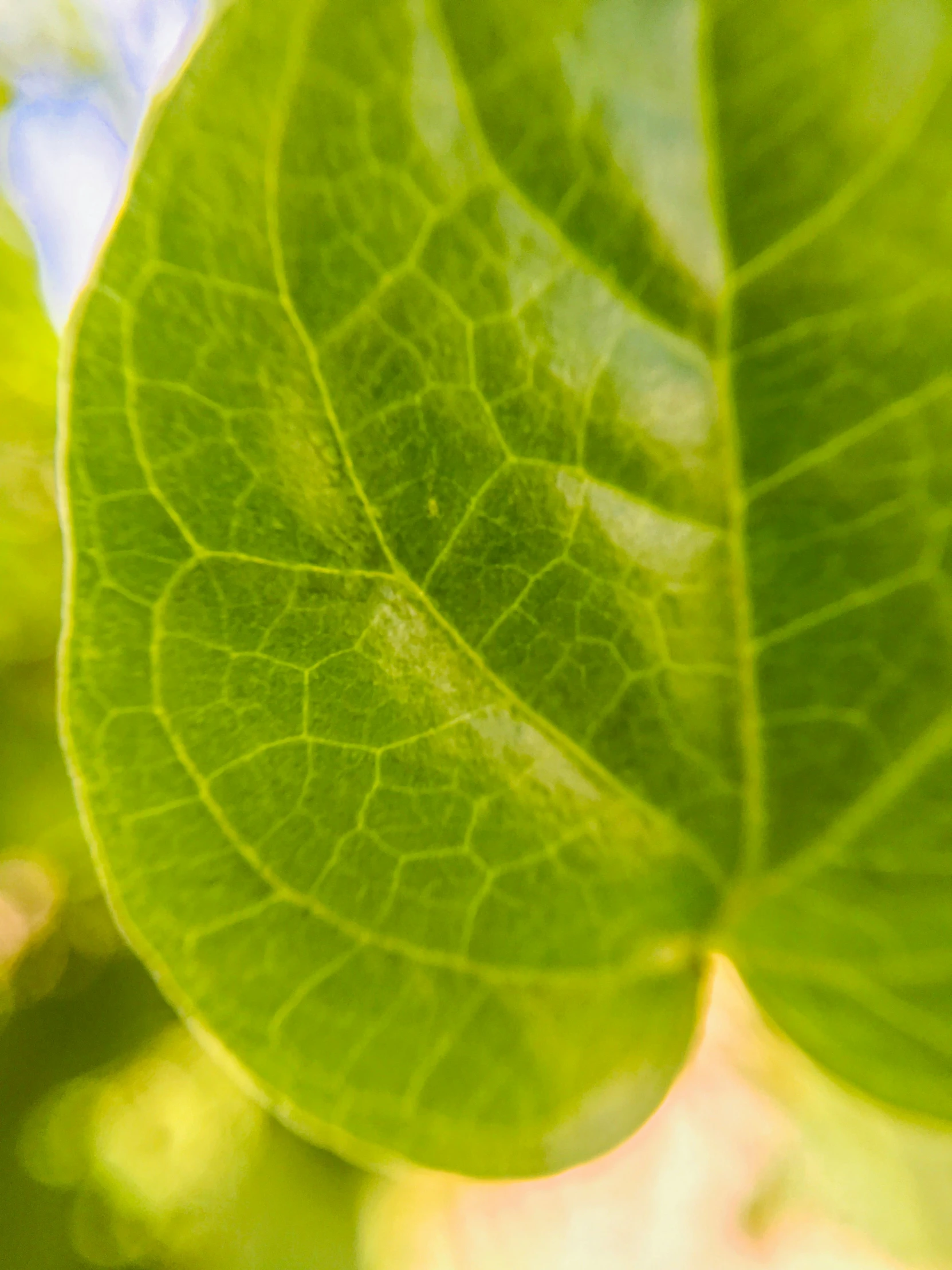 close up image of the inside of a leaf