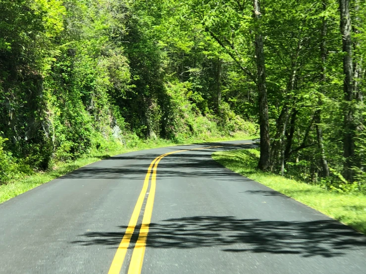the yellow line on the road is a sign that tells us where there are trees and bushes
