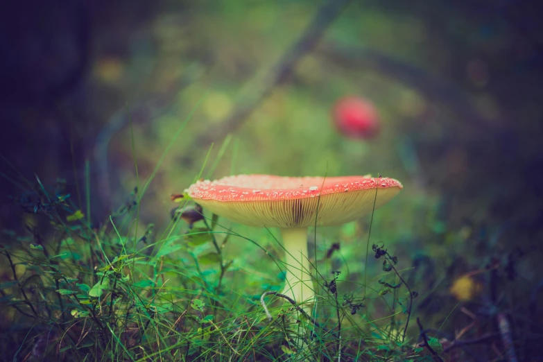 a little red mushroom in the grass with a blurry background