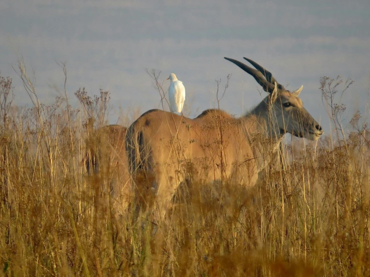 a large long horn goat is standing in the tall grass