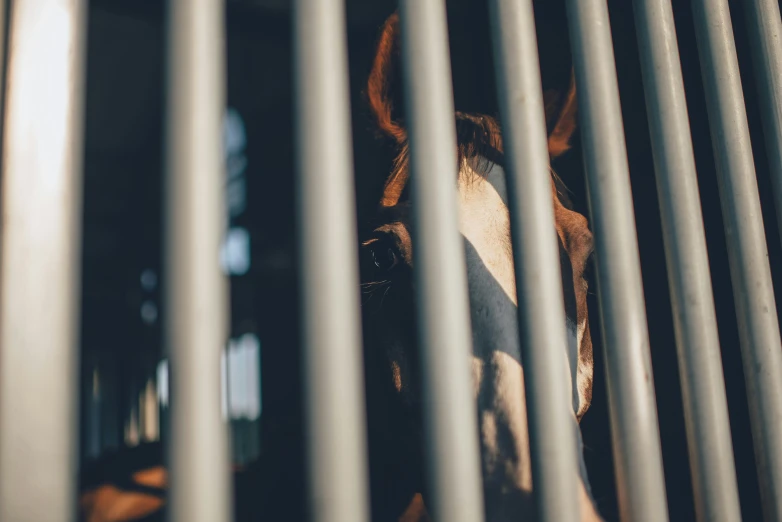 the cow looks over the bars at this animal