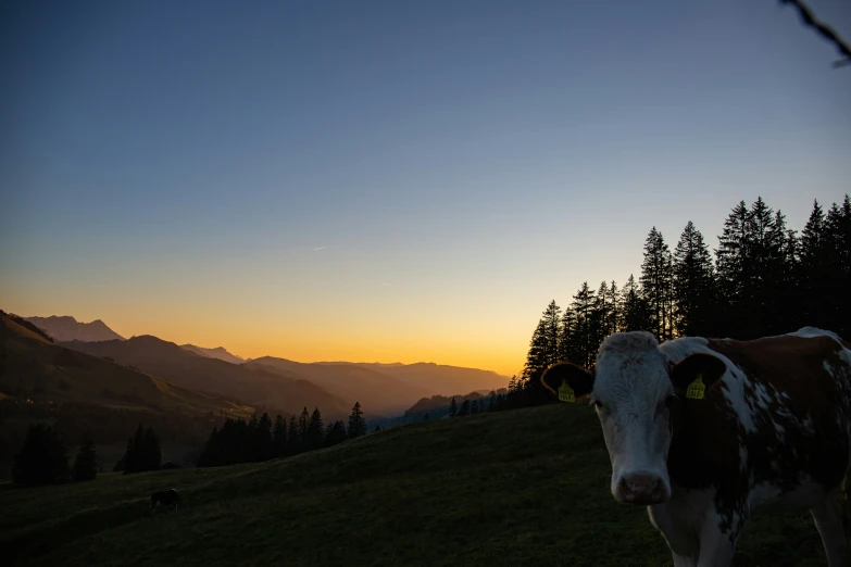 a cow standing on top of a lush green hillside