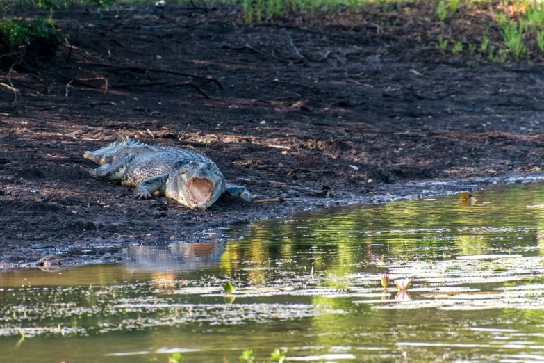 a very big cute small alligator by the water