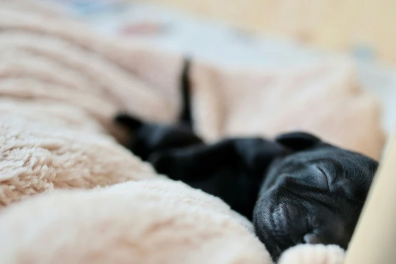 a black puppy sleeping on top of a bed