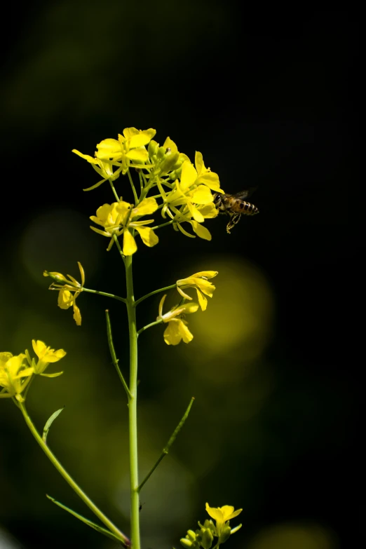 a honeybee sitting on top of yellow flowers