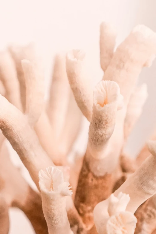 a close up image of the inside of a bunch of mushrooms