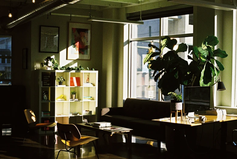 a living area with a couch, coffee table and potted plant