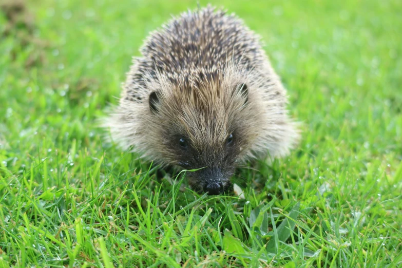 a hedgehog eating some green leafy grass