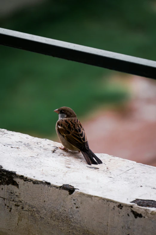 a bird sits on the edge of a wall