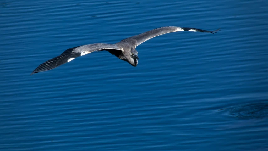 bird flying over the water at a lake